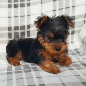 Yorkshire Terrier Puppy Skye