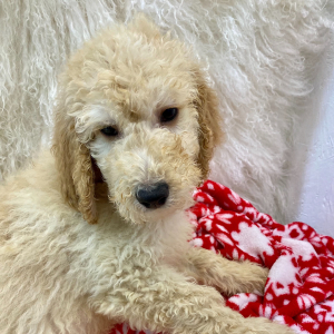 Labradoodle Puppy Baker
