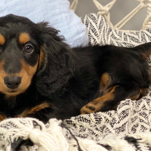 Dachshund Puppy Brodey