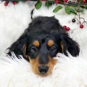 Dachshund Puppy Brodey