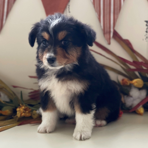 Australian Shepherd Puppy Maybell