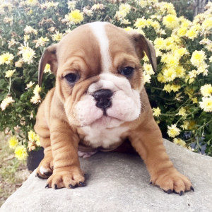 Bulldog Puppy Einstein