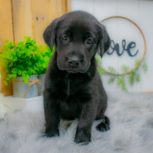 Labrador Retriever Puppy Kennedy