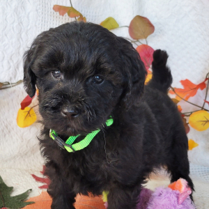 Goldendoodle Puppy Binky