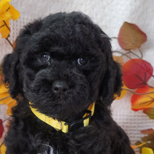 Goldendoodle Puppy Pandy