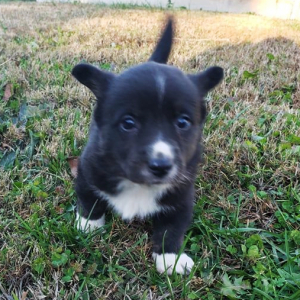 Cardigan Welsh Corgi Puppy Tomahawk