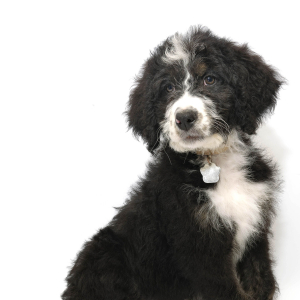 Bernedoodle Puppy Walley