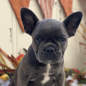 French Bulldog Puppy Kingston