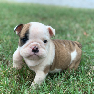 Bulldog Puppy Earl