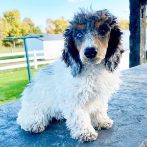Poodle Puppy Casey