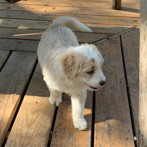 Aussiedoodle Puppy Everest