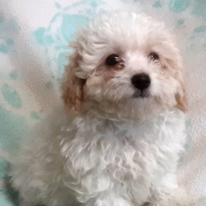 Poodle Puppy Buddy