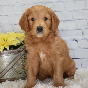 Goldendoodle Puppy Luna