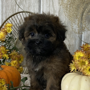 Shihpoo Puppy Pumpkin