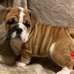 Bulldog Puppy Max