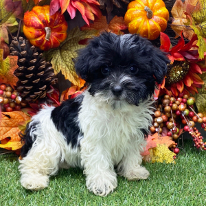 Havanese Puppy Helena