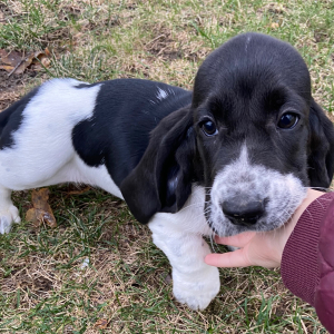 Basset Hound Puppy Kari