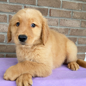 Golden Retriever Puppy Abraham