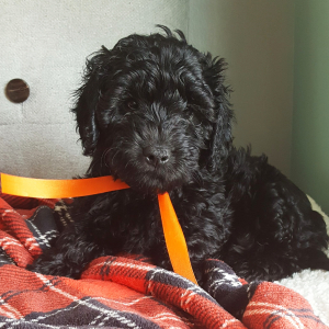 Goldendoodle Puppy Asherr