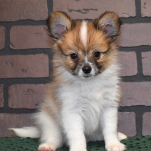Papillon Puppy Cooper