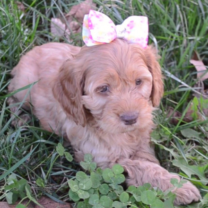 Cockapoo Puppy Gingerale