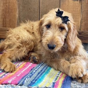 Goldendoodle Puppy Halina