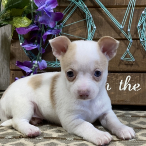 Chihuahua Puppy Kendra