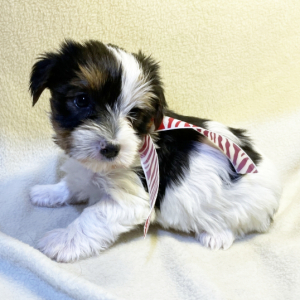 Yorkshire Terrier Puppy Freddy
