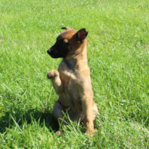 Belgian Malinois Puppy Oakie