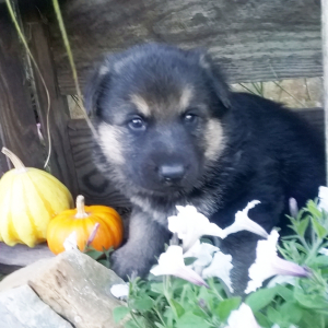 German Shepherd Dog Puppy Layton