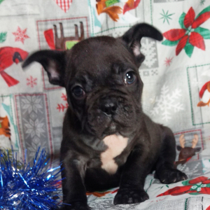 French Bulldog Puppy Carson