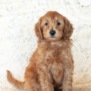 Goldendoodle Puppy Cadi
