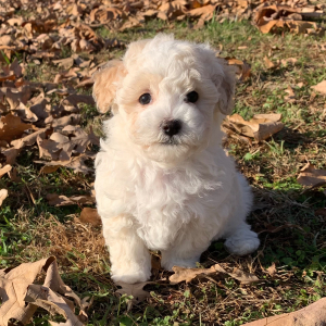 Maltipoo Puppy Dylan