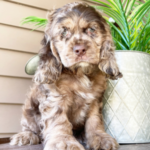 Cocker Spaniel Puppy Kent