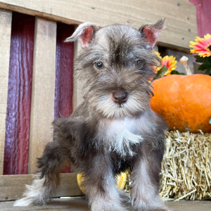 Miniature Schnauzer Puppy Ellie