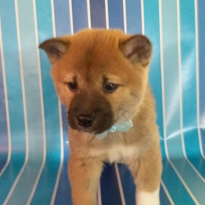 Shiba Inu Puppy Buddy