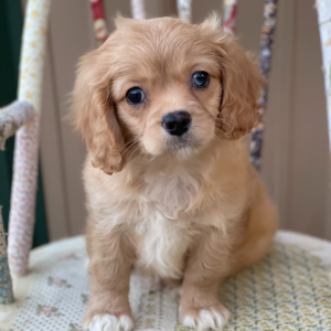 Cavapoo Puppy Scout
