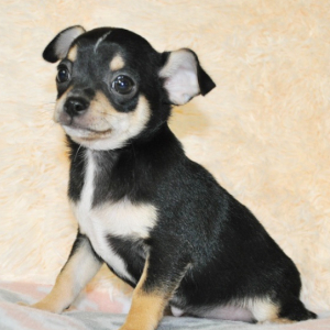 Chihuahua Puppy Ranger