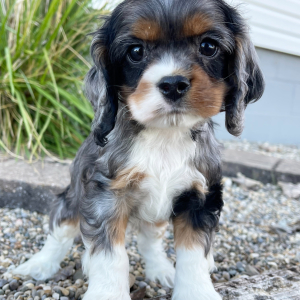 Cocker Spaniel Puppy Tinker