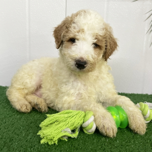 Goldendoodle Puppy Reuben