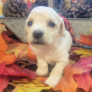 Goldendoodle Puppy Rowdy