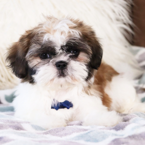Shih Tzu Puppy Ross