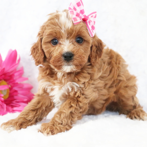 Cavapoo Puppy Arianna