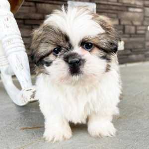 Shih Tzu Puppy Leo