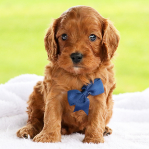 Cavapoo Puppy Riley