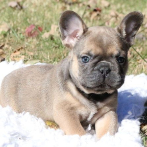 French Bulldog Puppy Gage
