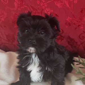 Morkie Puppy Sonny