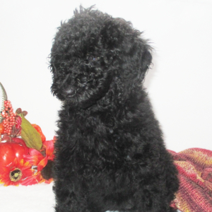 Goldendoodle Puppy Simon