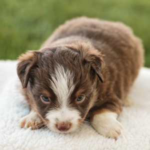 Miniature American Shepherd Puppy Zoey