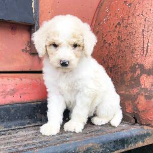 Labradoodle Puppy Roy
